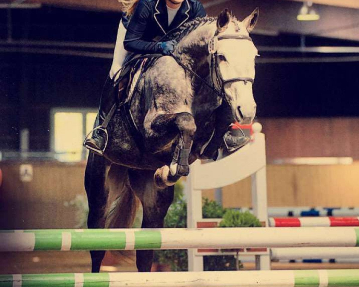 broodmare Chila (Holsteiner, 2010, from Clinton I)