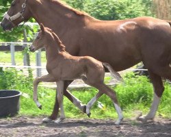 dressage horse Amara W (Oldenburg, 2019, from Escamillo)