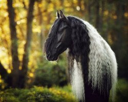 Zuchtstute Lady Valentine BWF (Barockpinto, 2011, von Alcatraz de Finca Barroco)