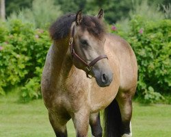 dressage horse Locke (Bashkir / Bashkir Curly / Curly Horse, 2013, from Oakesmuir Pinto Pete)