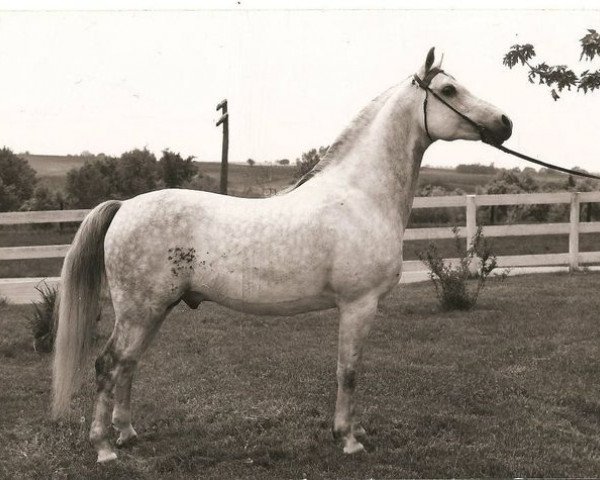 stallion Electric Storm ox (Arabian thoroughbred, 1952, from Indian Magic ox)