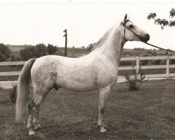 stallion Electric Storm ox (Arabian thoroughbred, 1952, from Indian Magic ox)