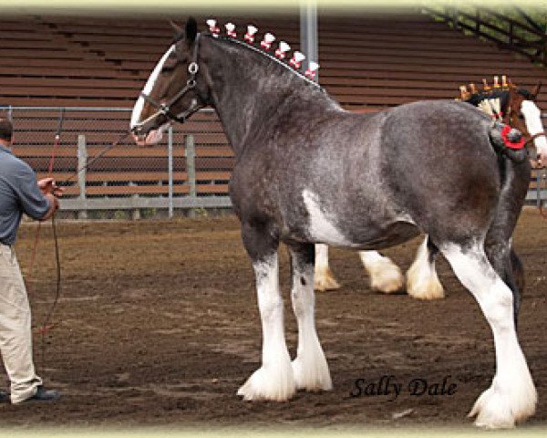 broodmare Banga's Crystal Doll (Clydesdale, 1995, from N.D.F. Buster)