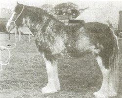 Zuchtstute Balgreen Silver Link (Clydesdale, 1974, von Doura Sublime)