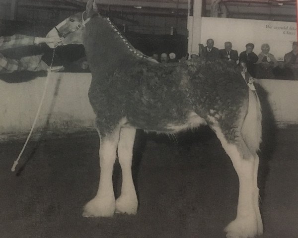 Pferd Baird's Maitland River Scotty (Clydesdale, 1997, von Doura Kilbride)