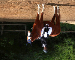 Springpferd Silvester (Deutsches Sportpferd, 2007, von Sambuco Junior)