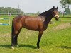 dressage horse Tante Emma (German Riding Pony, 2013, from Timberland)