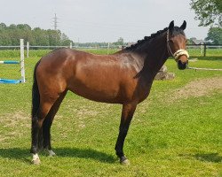 dressage horse Tante Emma (German Riding Pony, 2013, from Timberland)