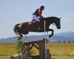 horse MoonLight Crush (KWPN (Royal Dutch Sporthorse), 2007, from Babu Bertus)