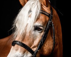 Pferd Firlefanz (Haflinger, 2012, von Aaron)