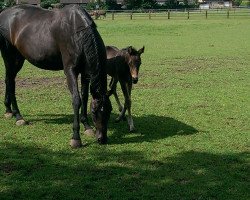 Dressurpferd Sweet Danubio (Oldenburger, 2017, von Sweet Hero)