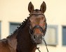 dressage horse Bella Luna R 2 (Hanoverian, 2010, from Belissimo NRW)