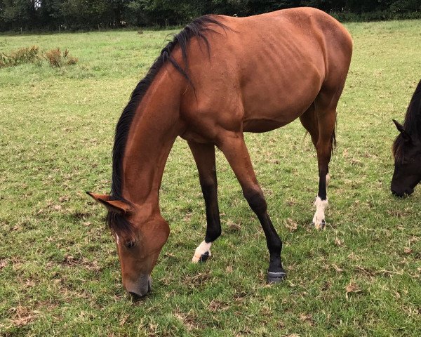 dressage horse Sweet Silvy (Oldenburg, 2016, from Sweet Hero)