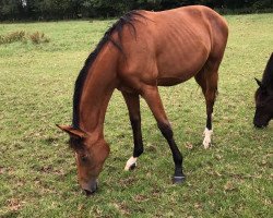 Dressurpferd Sweet Silvy (Oldenburger, 2016, von Sweet Hero)