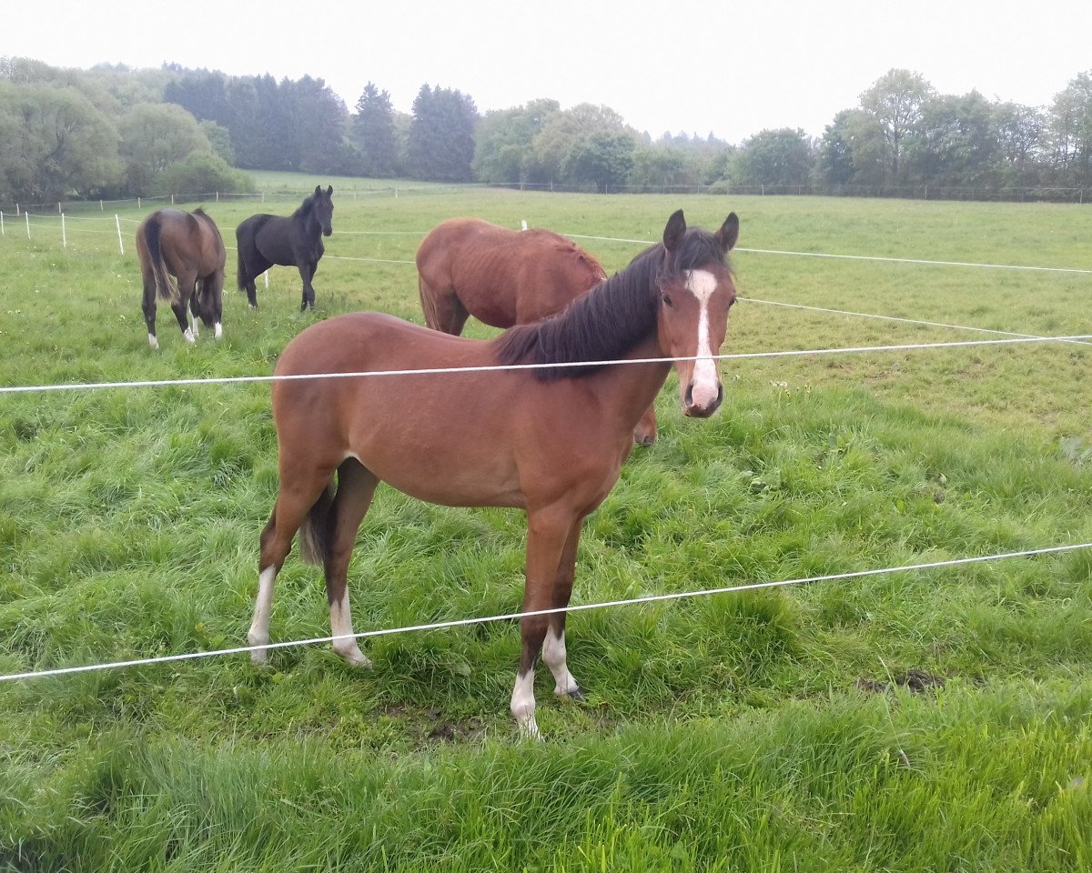 dressage horse Don´t Touch Me DLK (German Riding Pony, 2018, from Dreiklang AT NRW)