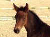 dressage horse Sweet Sandrigo (Oldenburg, 2015, from Sweet Hero)