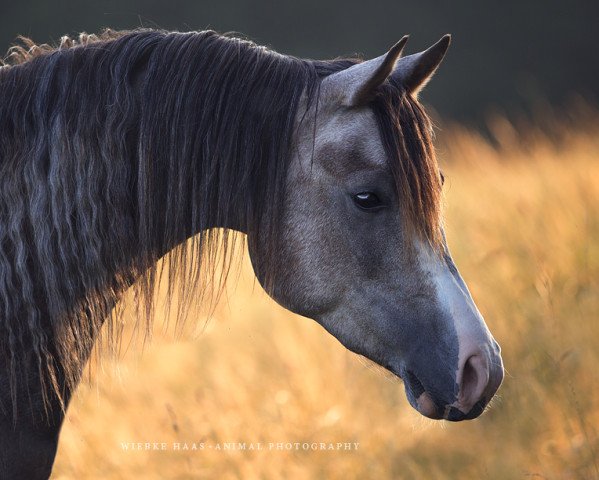 horse AL Lajin (Arabian thoroughbred, 2014, from Emiratus B EAO)