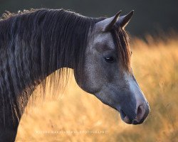 Pferd AL Lajin (Vollblutaraber, 2014, von Emiratus B EAO)