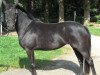 Zuchtstute Black Betty (Deutsches Reitpony, 2007, von Hilkens Black Delight)