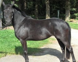 broodmare Black Betty (German Riding Pony, 2007, from Hilkens Black Delight)