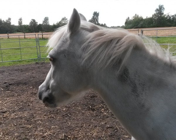 Zuchtstute Karina 289 (Welsh Pony (Sek.B), 1994, von Kadett)