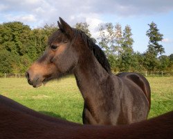 Pferd Ninifee (Deutsches Reitpony, 2001, von Notre Beau)