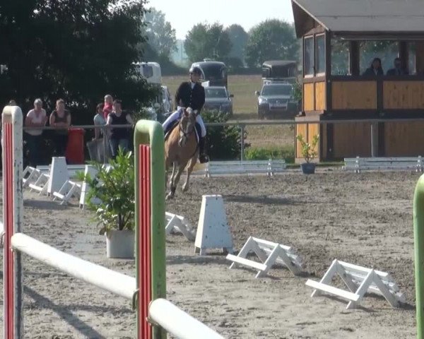 Reitturnier Appelhülsen 2016