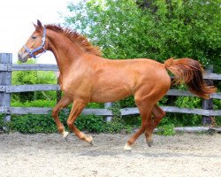 jumper Candy girl (Hanoverian,  , from Crumble)