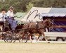 Pferd Campino 505 (Deutsches Reitpony, 2009, von Carnuet)