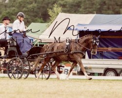 horse Campino 505 (German Riding Pony, 2009, from Carnuet)