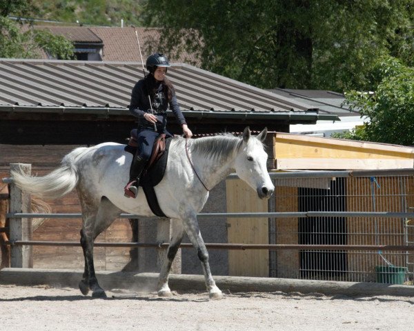 Springpferd Feba (Oldenburger, 2008)