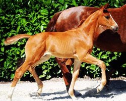 stallion Diamond Divo (Westphalian, 2019, from Diamond Deluxe)