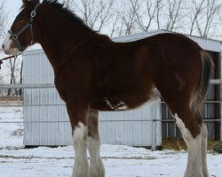 Deckhengst Willow Way Keenan (Clydesdale, 2010, von Zorra Highland Captain)