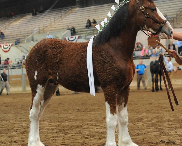 stallion Baird's Maitland River Chester (Clydesdale, 2015, from Willow Way Keenan)