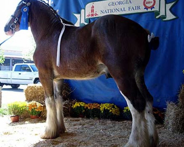 Deckhengst Baird Maitland River Lawrence (Clydesdale, 2001, von Doura Kilbride)