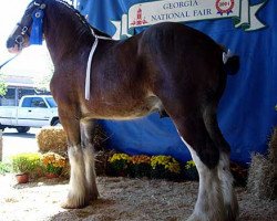 stallion Baird Maitland River Lawrence (Clydesdale, 2001, from Doura Kilbride)