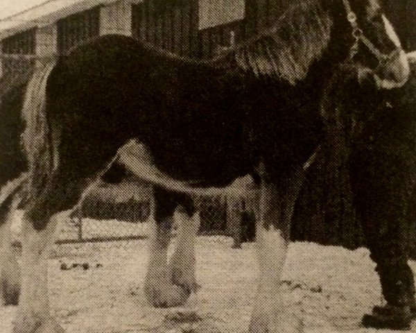 Pferd Baie Verte Sunset Sky (Clydesdale, 2003, von Greendykes Sunset)