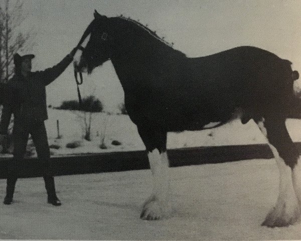 stallion West Isle Superfine (Clydesdale, 1989, from Westerdale Superfine)