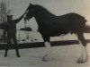 stallion West Isle Superfine (Clydesdale, 1989, from Westerdale Superfine)