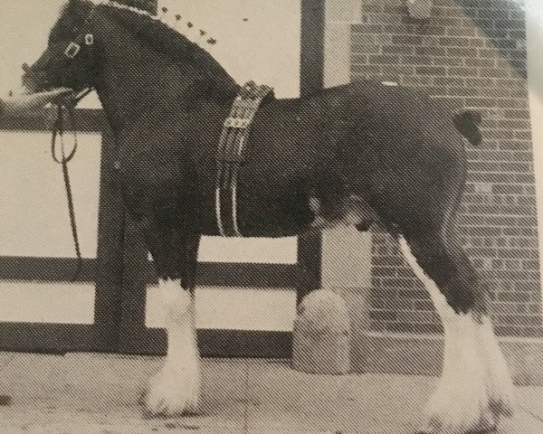 Deckhengst Westerdale Superfine (Clydesdale, 1984, von Bardrill Strathmore)