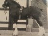 stallion Westerdale Superfine (Clydesdale, 1984, from Bardrill Strathmore)