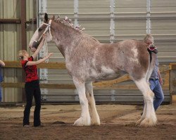 Zuchtstute Baie Verte Sunset May (Clydesdale, 2007, von Greendykes Sunset)