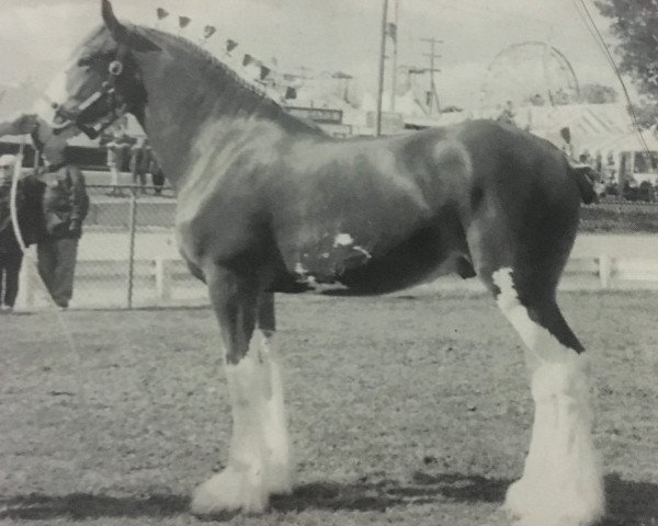 horse Ayton Final Ace (Clydesdale, 1995, from Ayton Final Command)