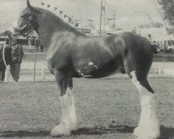 Pferd Ayton Final Ace (Clydesdale, 1995, von Ayton Final Command)