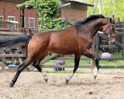 Zuchtstute Empi (KWPN (Niederländisches Warmblut), 2009, von Tuschinski)