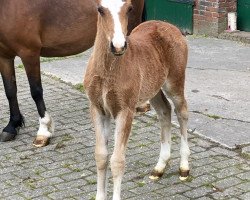 Pferd Didi (Welsh Pony (Sek.B), 2019, von Dean)