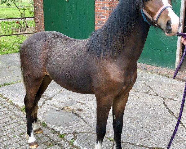 Pferd Dirk (Welsh Pony (Sek.B), 2018, von Dean)