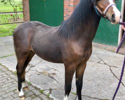 Pferd Dirk (Welsh Pony (Sek.B), 2018, von Dean)