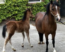 Zuchtstute Sissi (Welsh Mountain Pony (Sek.A), 2007, von De Evertshoeve's Apache)