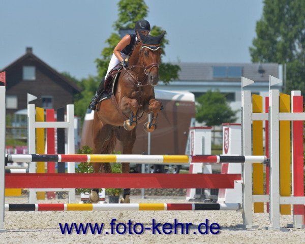 jumper Dayo 2 (Royal Warmblood Studbook of the Netherlands (KWPN), 2009, from Lexicon)